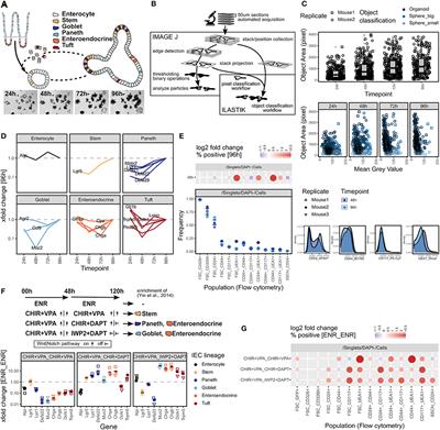 A Semi-automated Organoid Screening Method Demonstrates Epigenetic Control of Intestinal Epithelial Differentiation